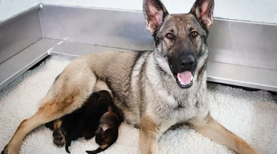Help Name The RCMP Puppies