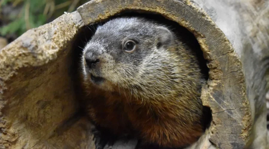 UPDATE: It’s Groundhog Day!
