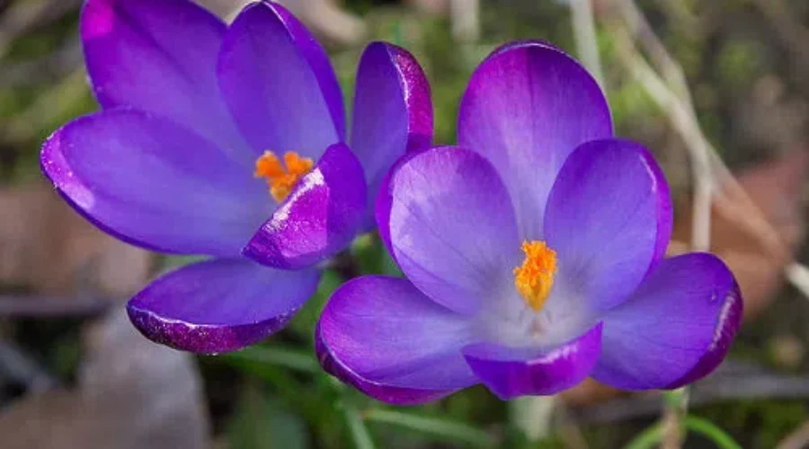 Spring Officially Arrives Sunday