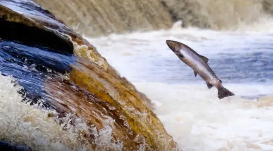 New Growth Strategy To Benefit Seafood Sector