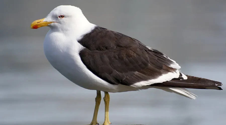 Avian Flu Case Detected In N.B.