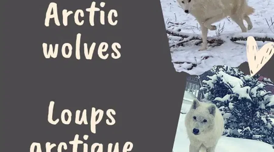Two New Arctic Wolves At Magnetic Hill Zoo