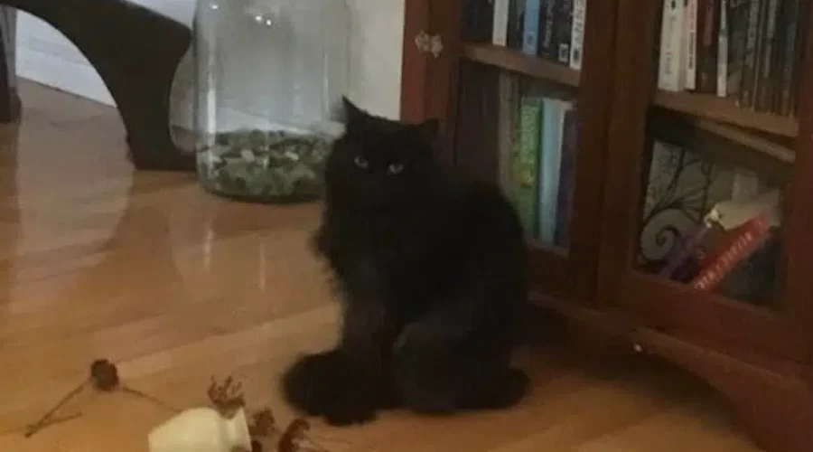 I call this pic ‘Carnage’