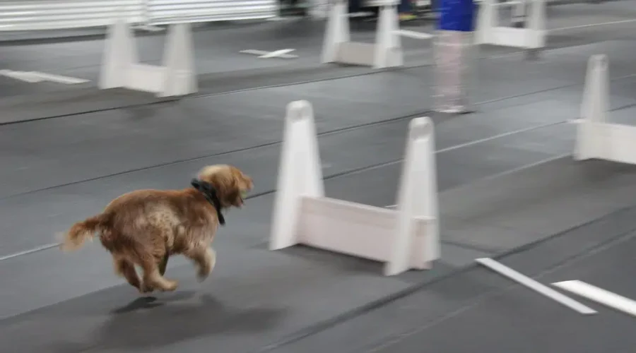 Flyball Tournament Planned For Petitcodiac Arena