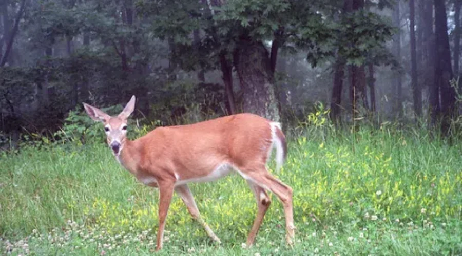 COVID Detected In N.B. Deer