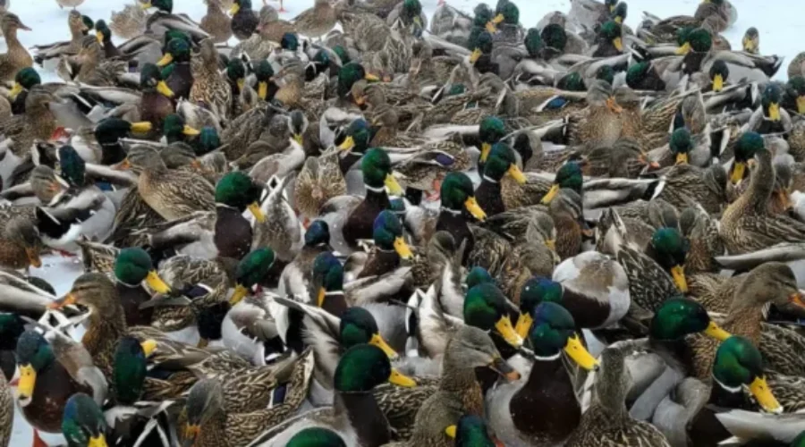 ‘Don’t Feed The Wildlife’ Signs At Mapleton Park