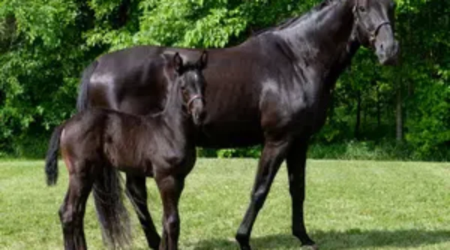 Help RCMP Name The Foals