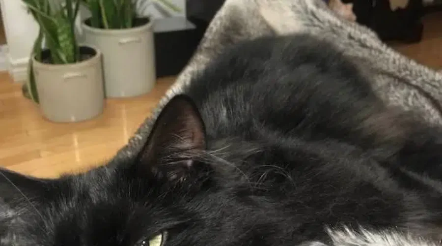 Happy National Cat Lady Day!!!