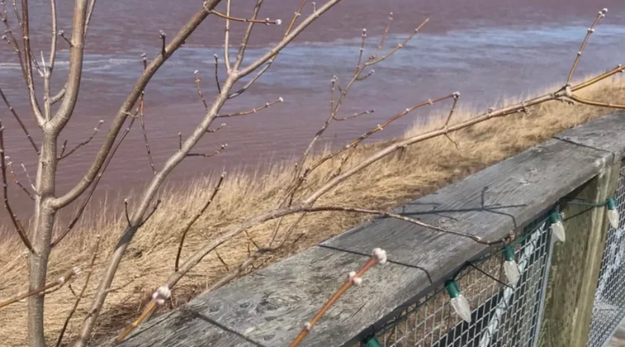 Another sign of spring …