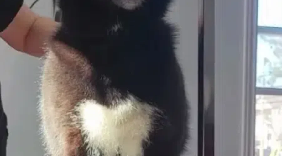 Seized Dogs Doing Well In Foster Care