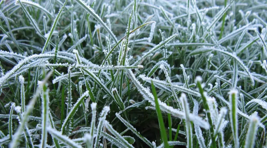 Frost Advisory Issued