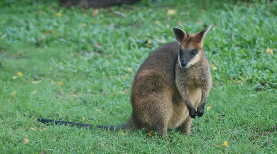 Wallabies Coming To Magnetic Hill Zoo