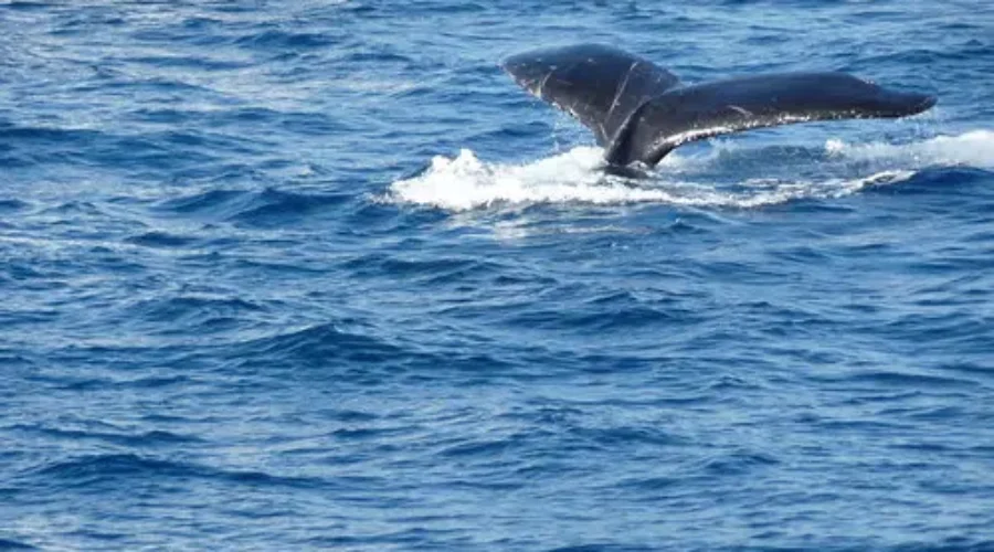 Search For Entangled North Atlantic Right Whale