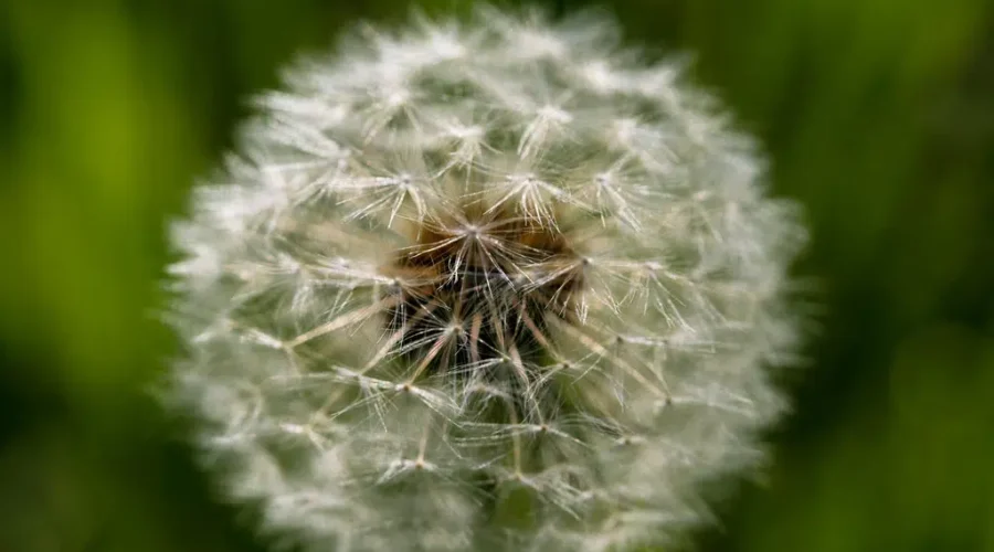 Research Shows Allergies And Stress Linked