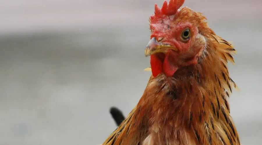 Avian Flu Found In Turtle Creek, NB