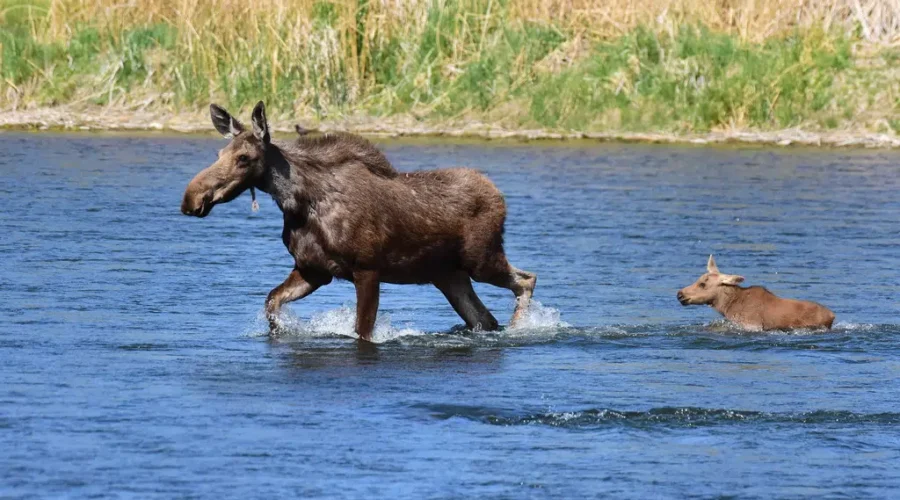 Largest Moose Draw Since 1995