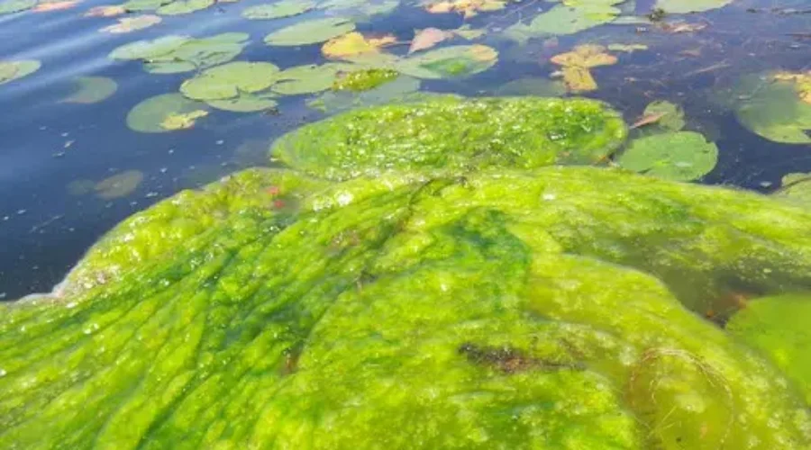 N.B. Provides More Details About Cyanobacteria