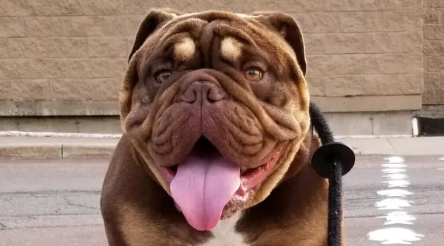 Famous Moncton Pooch Lends His Face To Charity-Boosting Craft Brew