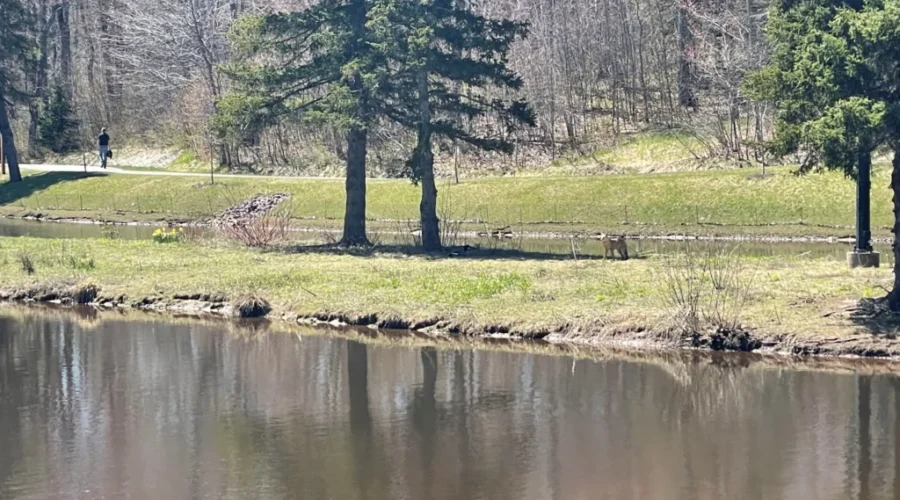 Scare Decoys In Centennial Park