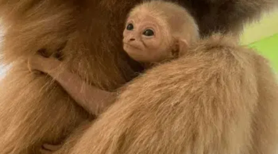 Help Name the Baby White Handed Gibbon