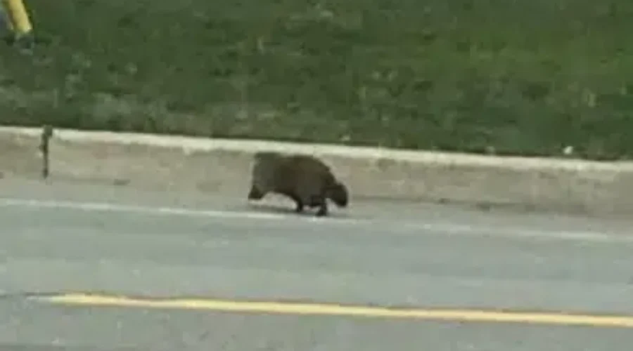 Why did the groundhog cross the road?