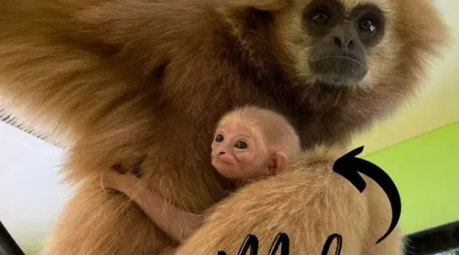 Welcome To Milo, The White Handed Gibbon