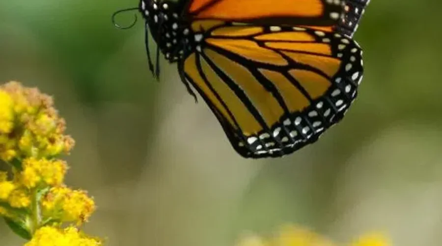 Growing Native Plants For Pollinators