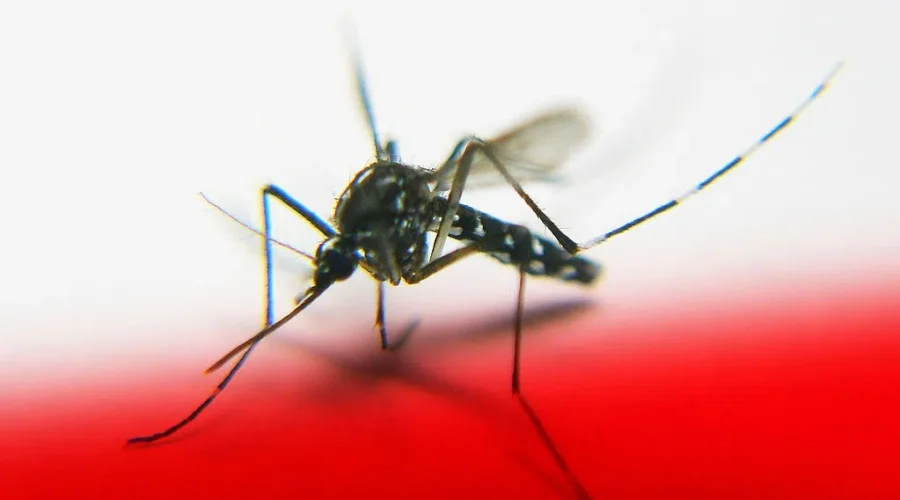 Don’t Let Mosquitoes Ruin Summer!