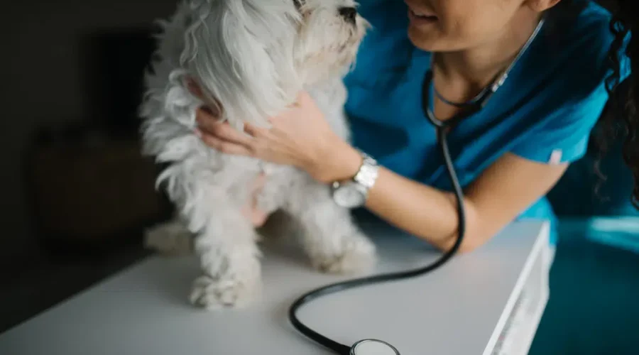 Shortage Of Vets And Support Staff Causing Concerns