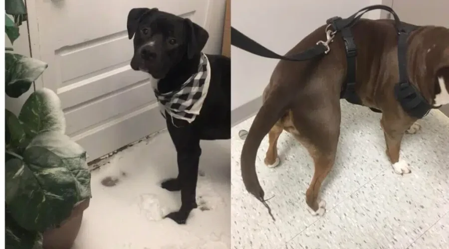 Tenants Call Out Moncton Landlord For Dangerous Conditions, Shirking Repairs