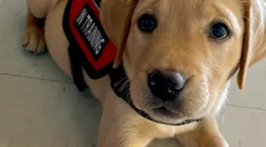 Riverview Mourns Loss Of Facility Dog