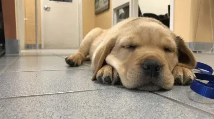 Support Dog Joins Riverview Fire And Rescue Team