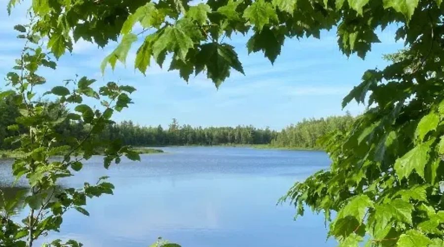 Blue-Green Algae Found In Irishtown Nature Park