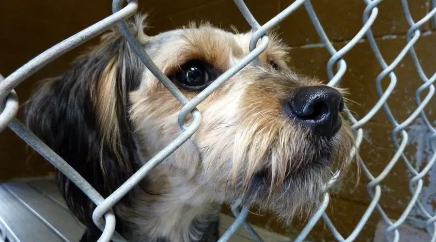 Local SPCA Sees Influx Of Dogs With Behavioural, Medical Issues