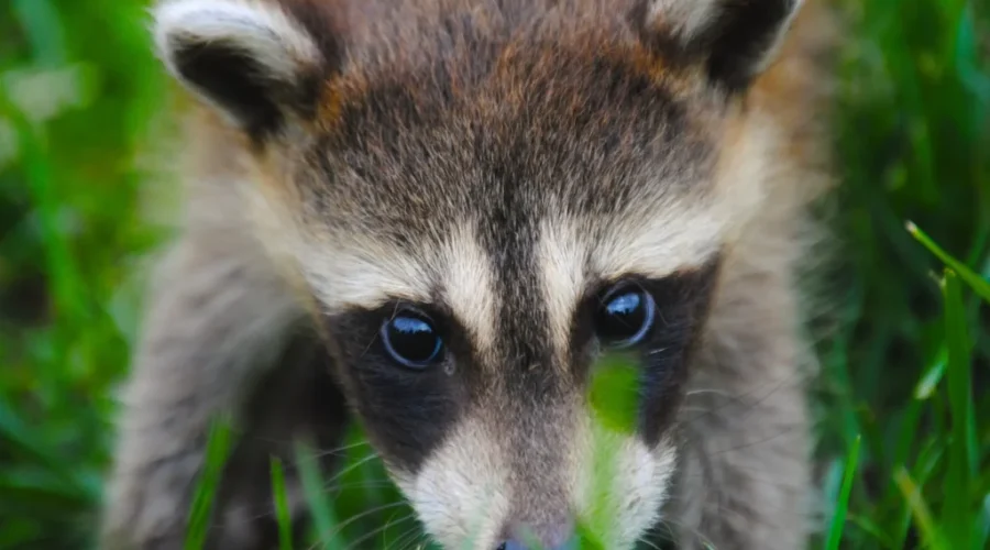 Rabies Vaccine Program Continues In Western N.B.