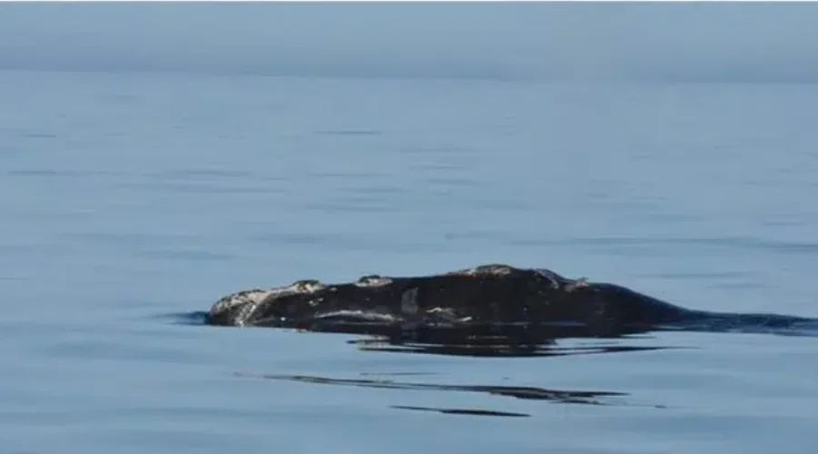 Entangled Right Whale Spotted In The Gulf