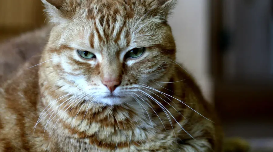 Cat Rescues Want Cats Included In Updated Bylaw