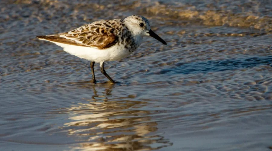Sandpiper Numbers Rise In 2022