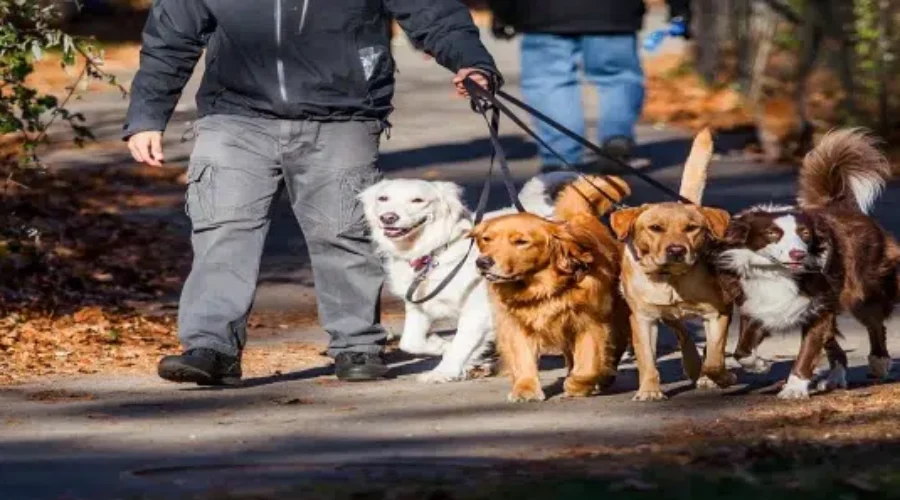 Updated Animal Control Bylaw Moves Ahead