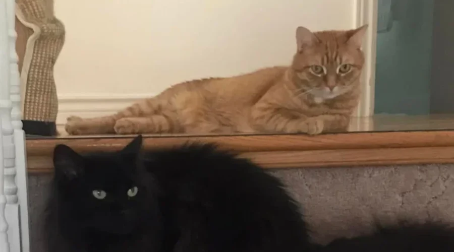 Happy International Cat Day!