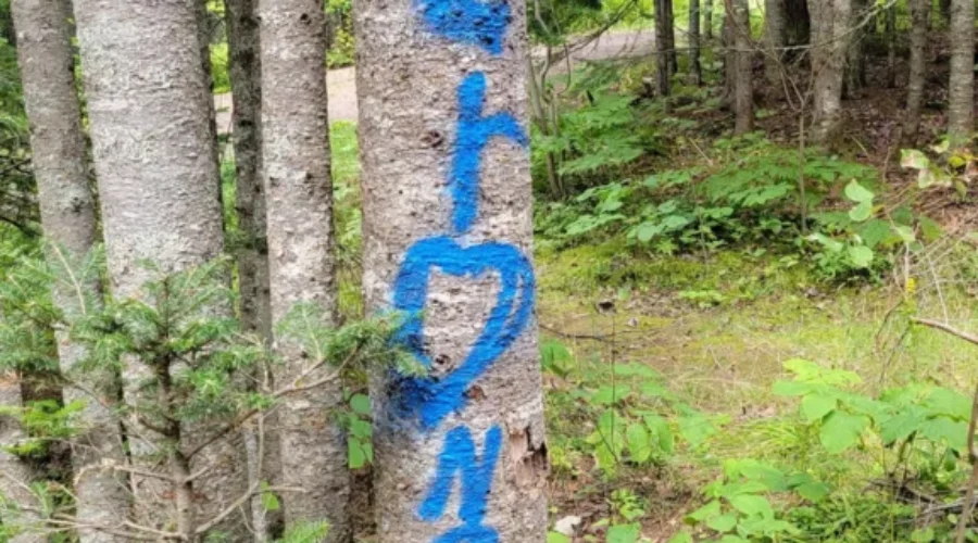 Moncton Woman Disappointed By Park Vandalism