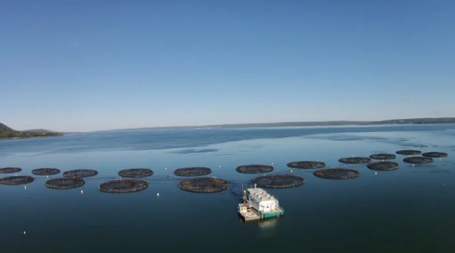 Cooke Aquaculture Announces $1.1-Billion Bid To Take Over Australian Seafood Company