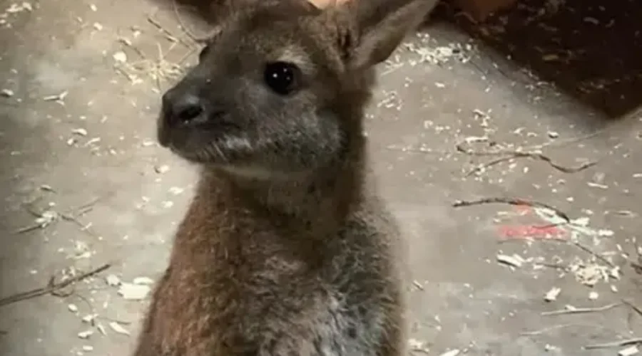 Visitor Appreciation Day At The Magnetic Hill Zoo