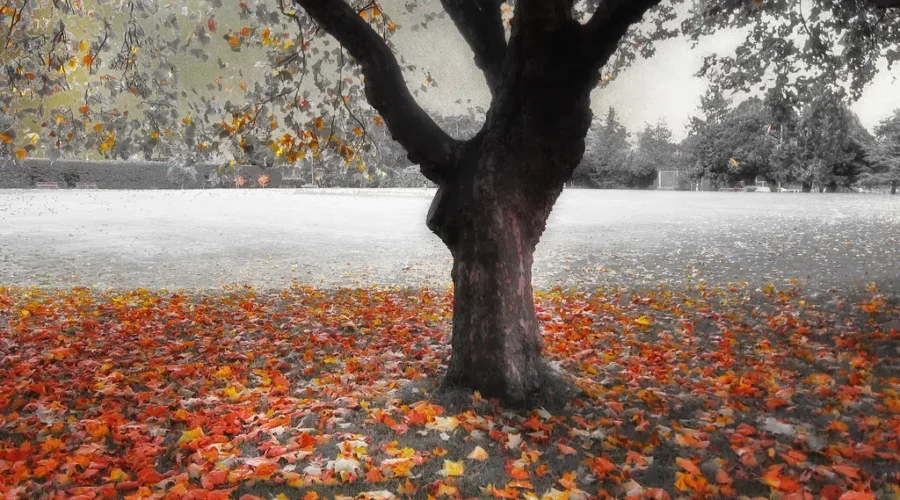 Seasons Change From Summer To Fall