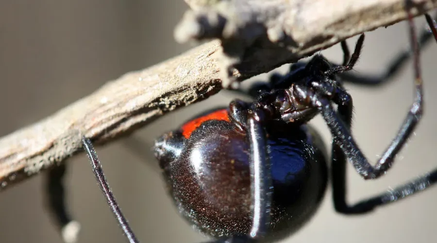 Black Widow Spiders shut down Cape Breton Transit garage