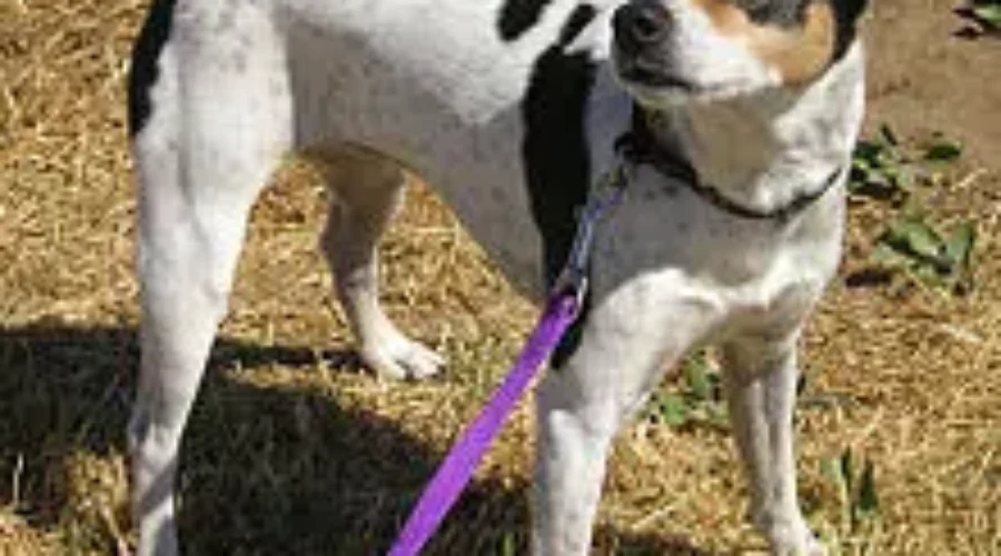 The PAWS Walk is this weekend!