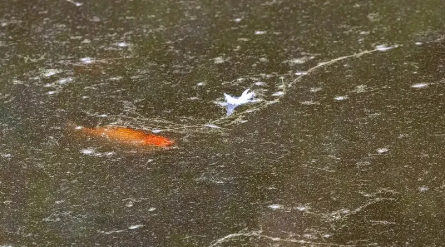 Goldfish Spotted In Jones Lake