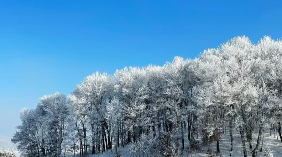 Frost Advisory For Much Of N.B.