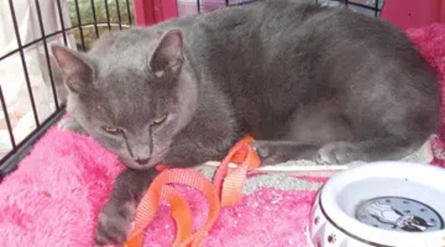 Rising Costs Having Major Impact On Pet Owners And Shelters