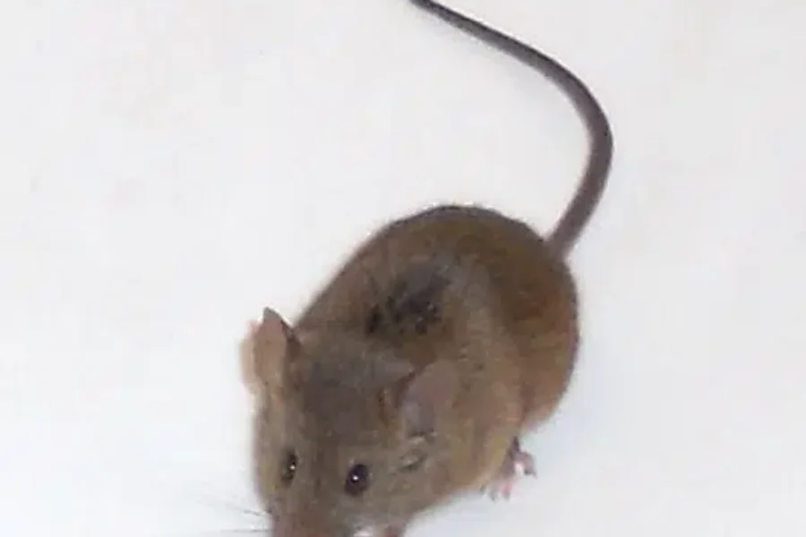 KEEP THE MICE OUT